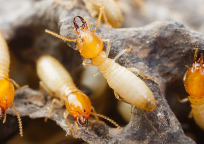 Les termites