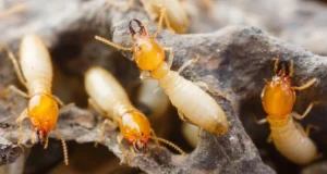 Diagonorm Diagnostic immobilier : état relatif à la présence de termites