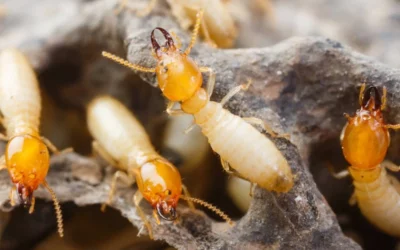 Lutte contre les termites en Sarthe : tout le département est désormais concerné